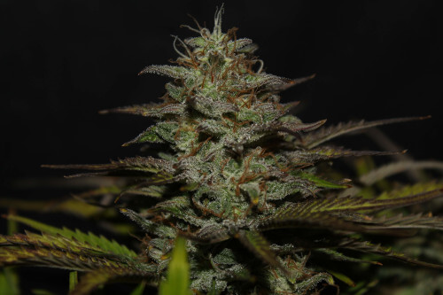 Original Auto Cheese > Fast Buds Company | Semillas autoflorecientes  |  Híbrido