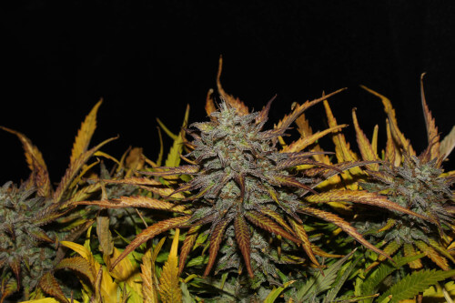 Original Auto Cheese > Fast Buds Company | Autoflowering Cannabis   |  Hybrid