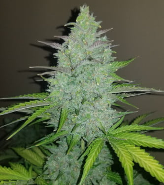 Original Auto Cheese > Fast Buds Company | Semillas autoflorecientes  |  Híbrido