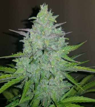 Original Auto Cheese > Fast Buds Company | Semillas autoflorecientes  |  Híbrido