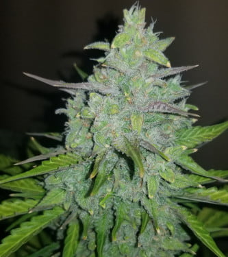 Original Auto Cheese > Fast Buds Company | Semillas autoflorecientes  |  Híbrido