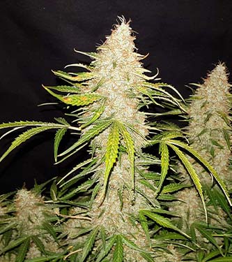 Original Auto Jack Herer > Fast Buds Company |