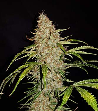 Original Auto Jack Herer > Fast Buds Company |