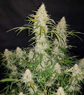 Original Auto Jack Herer > Fast Buds Company |