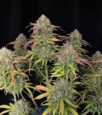 Original Auto Jack Herer > Fast Buds Company |