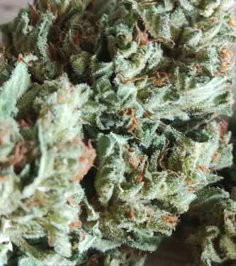 Auto Original Russian > Fast Buds Company | Graines Autofloraison  |  Indica