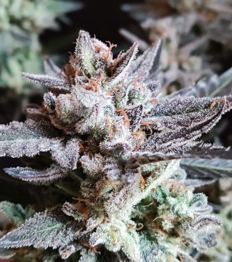 Auto Original Russian > Fast Buds Company | Graines Autofloraison  |  Indica