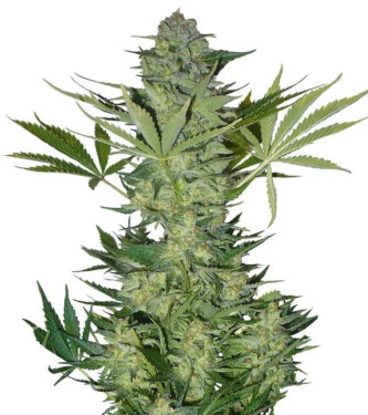 Auto Original Russian > Fast Buds Company | Autoflowering Cannabis   |  Indica