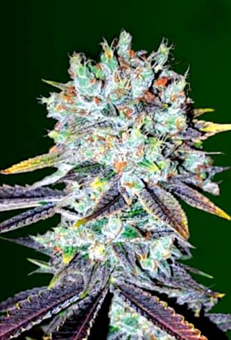 Original Berry > Victory Seeds | Feminisierte Hanfsamen  |  Indica