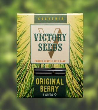 Original Berry > Victory Seeds | Feminisierte Hanfsamen  |  Indica