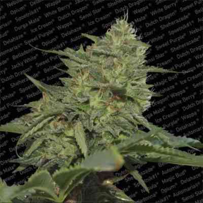 Original Cheese > Paradise Seeds | Feminized Marijuana   |  hybrid