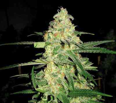 Original Clon > Blim Burn Seeds | Feminisierte Hanfsamen  |  Indica