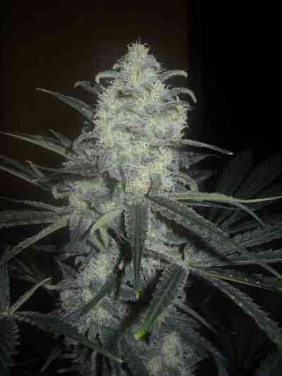 Original Clon > Blim Burn Seeds | Feminisierte Hanfsamen  |  Indica