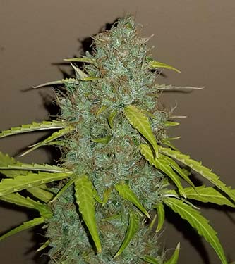 Original Auto Critical > Fast Buds Company | Autoflowering Hanfsamen  |  Indica