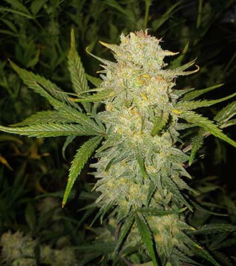 Original Auto Critical > Fast Buds Company | Autoflowering Hanfsamen  |  Indica