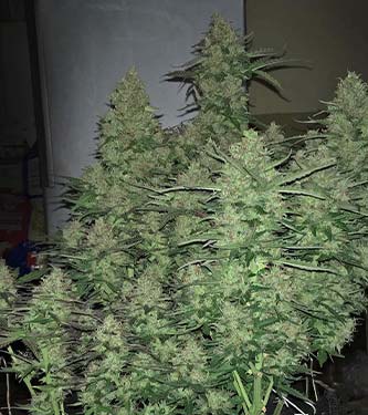 Original Auto Critical > Fast Buds Company | Semillas autoflorecientes  |  Índica