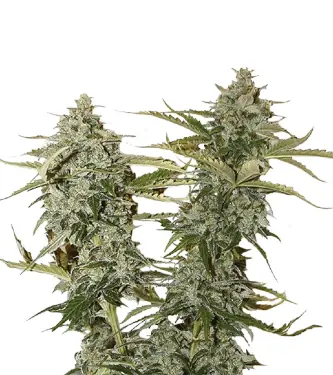 Original Glue > Nirvana | Feminisierte Hanfsamen  |  Hybrid