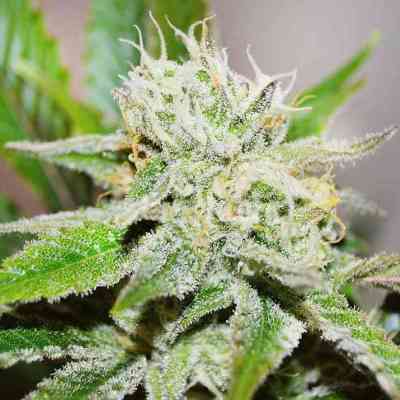 Original Juan Herrer > Delicious Seeds | Feminisierte Hanfsamen  |  Sativa