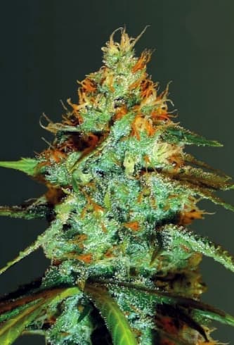 Original Limonade Skunk > Victory Seeds | Feminized Marijuana   |  Sativa