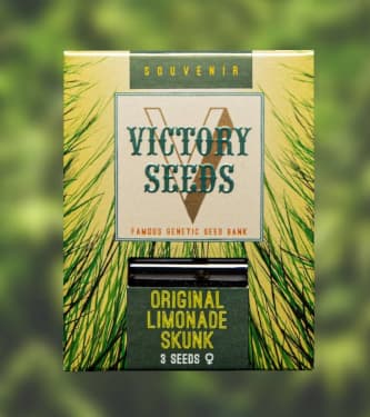 Original Limonade Skunk > Victory Seeds | Graines Féminisées  |  Sativa
