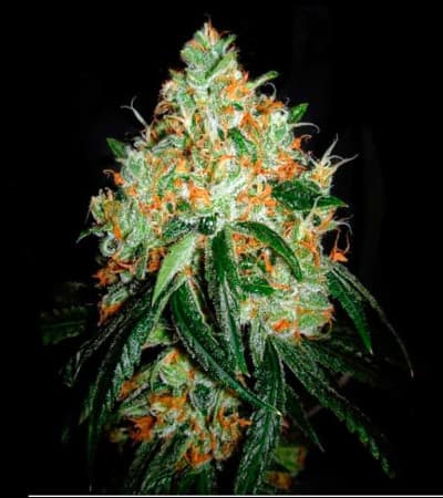 Original Orange Bud > Bulk Seed Bank | Feminized Marijuana   |  hybrid