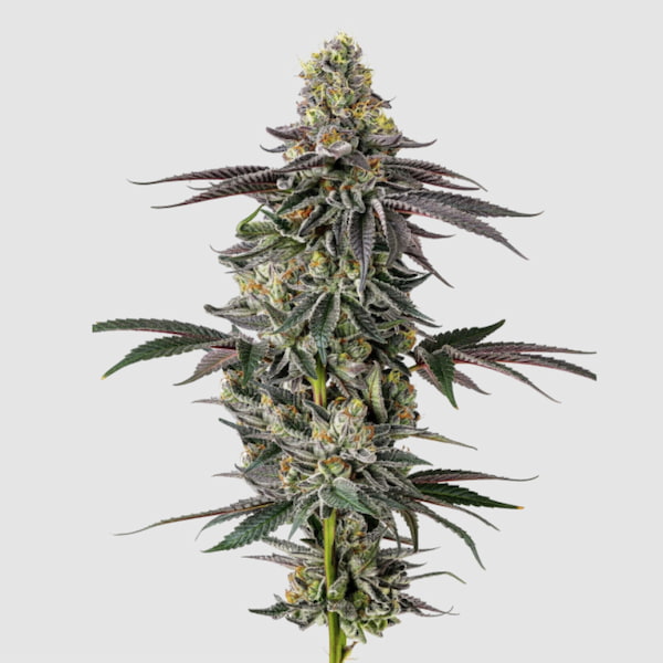 Original Oreoz Seed > Growers Choice | Feminized Cannabis   |  Indica