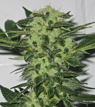 Original Sour Diesel > The Cali Connection | Feminisierte Hanfsamen  |  Hybrid