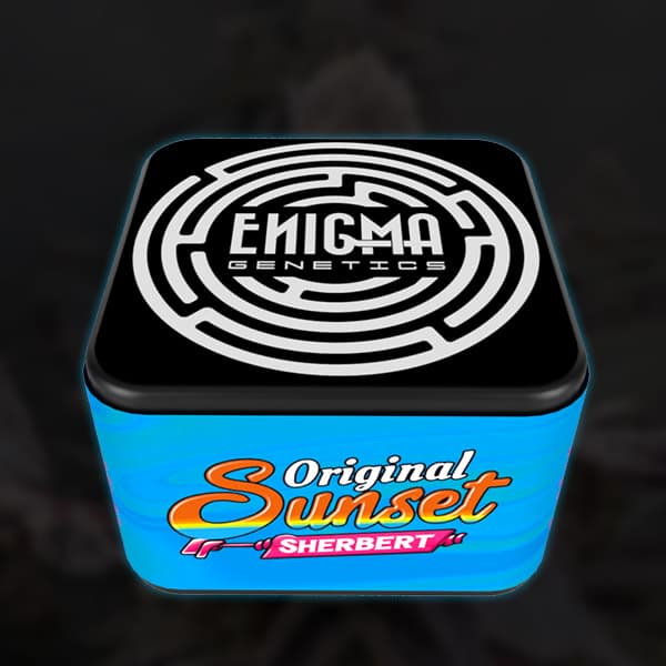 Original Sunset Sherbert semilla > Enigma Genetics | Semillas feminizadas  |  Índica