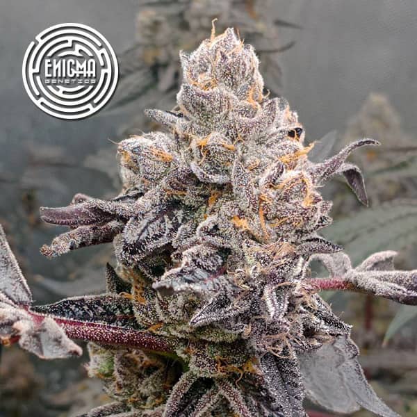 Original Sunset Sherbert semilla > Enigma Genetics | Semillas feminizadas  |  Índica