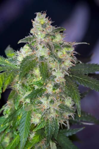 Original White Widow > Paradise Seeds | Feminized Marijuana   |  hybrid