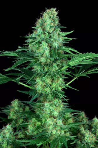 Original White Widow > Paradise Seeds | Feminized Marijuana   |  hybrid