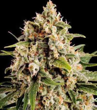 Orka > Blim Burn Seeds | Feminized Marijuana   |  Sativa