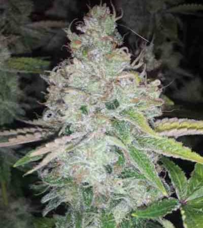 Orka > Blim Burn Seeds | Semillas feminizadas  |  Sativa