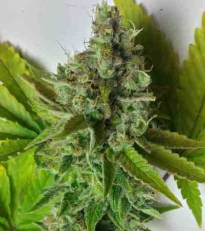 Orka > Blim Burn Seeds | Feminized Marijuana   |  Sativa