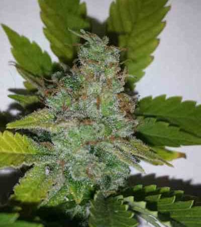 Orka > Blim Burn Seeds | Feminized Marijuana   |  Sativa