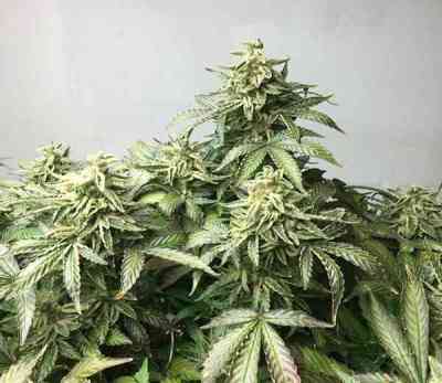 OX Piss > Rare Dankness Seeds | Graines Normal  |  Indica