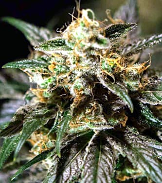 O.Z. Kush > Bulldog Seeds | Feminized Marijuana   |  Indica