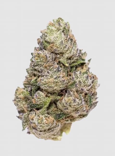Ozborne Seed > Mamiko Seeds | Regular Cannabis   |  Hybrid