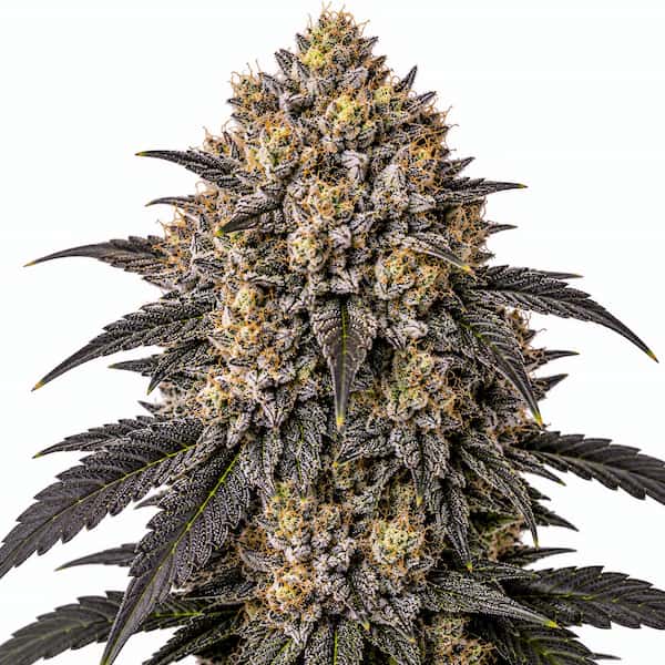 Ozborne Seed > Mamiko Seeds | Regular Cannabis   |  Hybrid