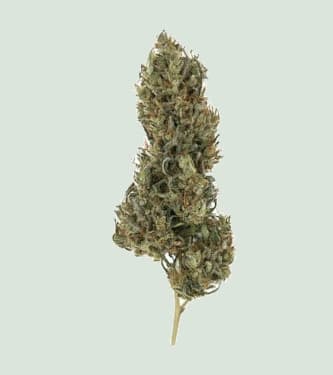 Painkiller XL > Royal Queen Seeds | Graines Féminisées  |  Sativa