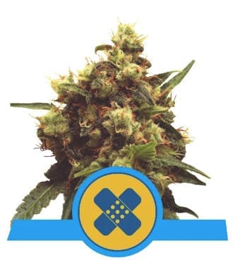 Painkiller XL > Royal Queen Seeds | Feminized Marijuana   |  Sativa