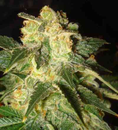 Pakistan Ryder > World of Seeds | Autoflowering Hanfsamen  |  Indica