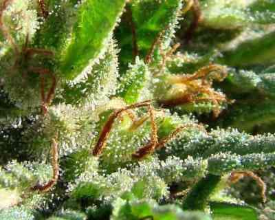 Pakistan Valley > World of Seeds | Feminized Marijuana   |  Indica