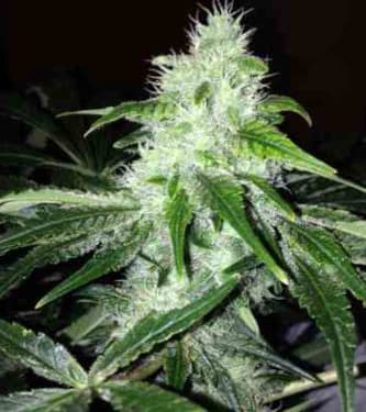 Pakistan Valley > World of Seeds | Feminized Marijuana   |  Indica