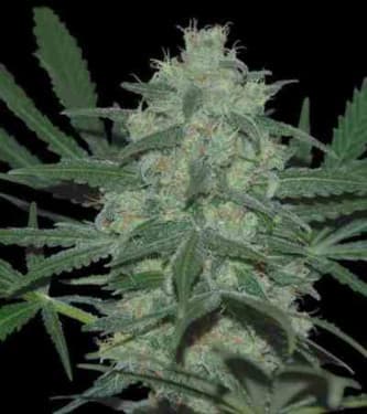 Pakistan Valley > World of Seeds | Feminized Marijuana   |  Indica