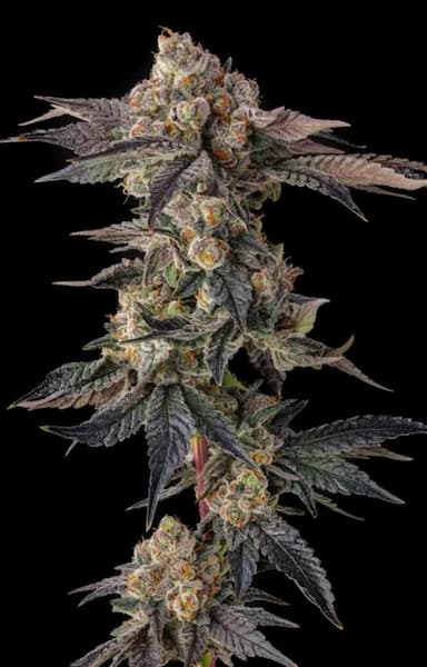 Pamellowz Seed > Compound Genetics | Feminized Cannabis   |  Hybrid