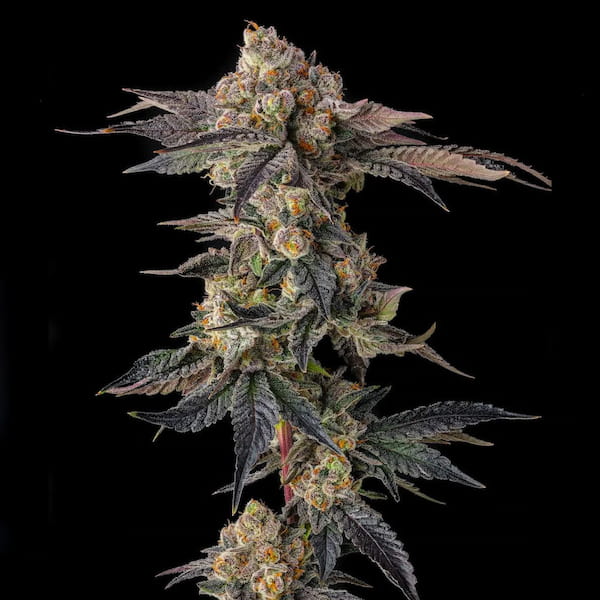 Pamellowz Seed > Compound Genetics | Feminized Cannabis   |  Hybrid