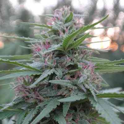 Panama > ACE Seeds | Feminized Marijuana   |  Sativa