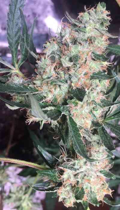 Panama x Bangi Haze > ACE Seeds | Feminized Marijuana   |  Sativa