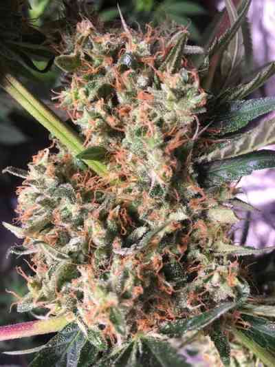 Panama x Bangi Haze > ACE Seeds | Feminized Marijuana   |  Sativa